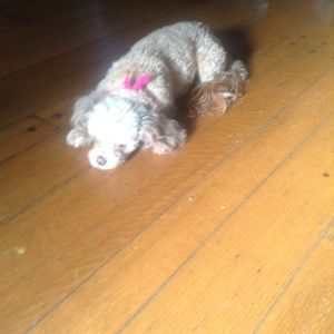 Meet your Posher, Cece